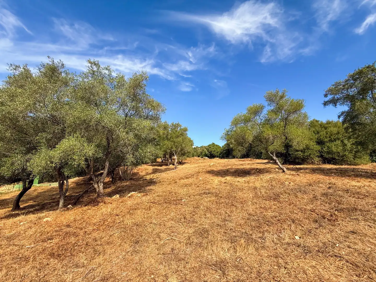 Grundstücke und Bauplätze zum Verkauf in Sotogrande Alto, imagen 5