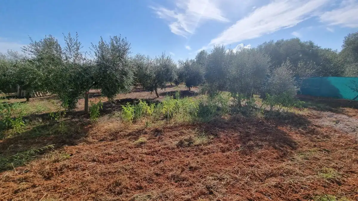 Villa à vendre à CUADRA LA TORTA, imagen 5