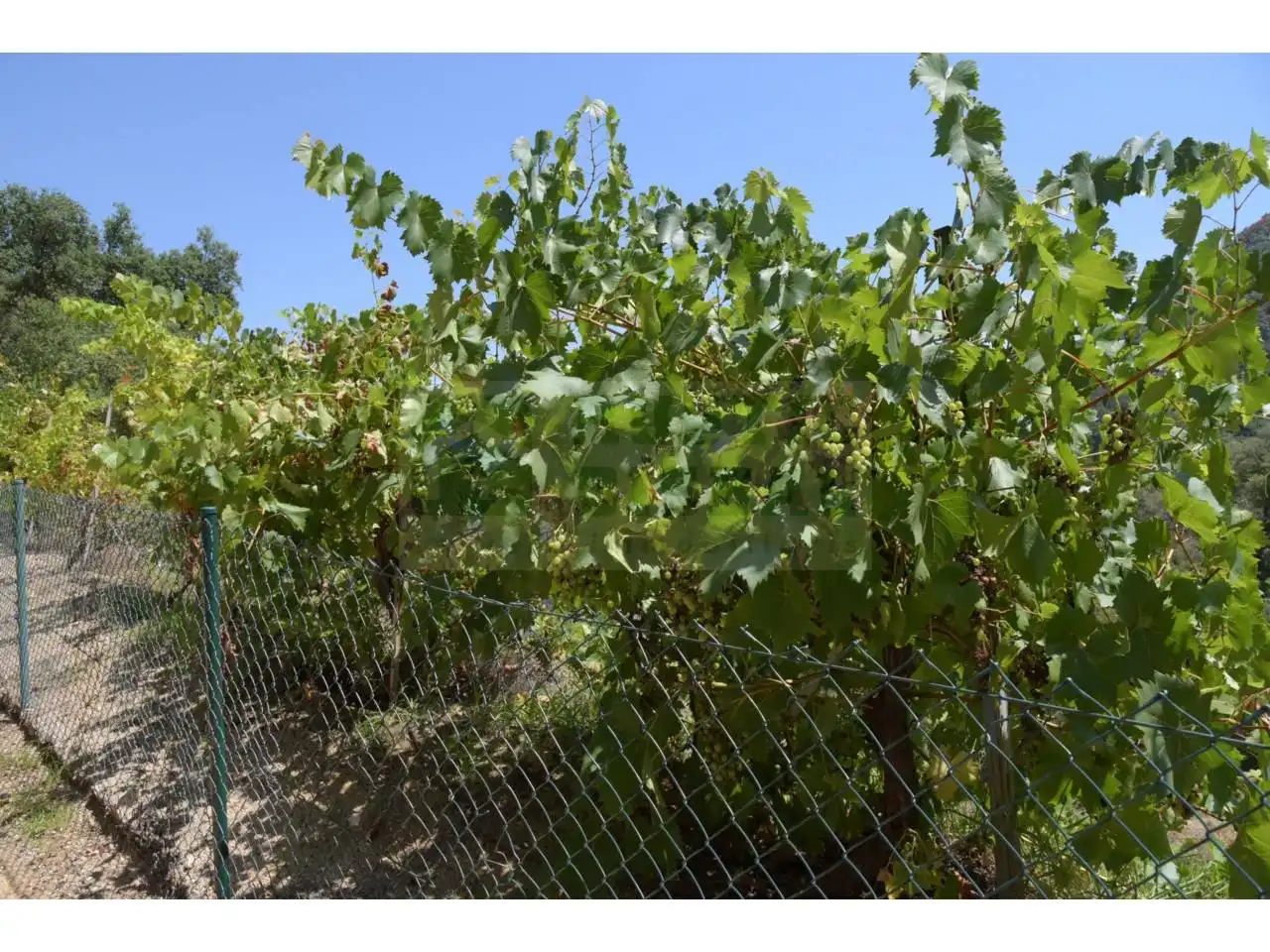 Vista exterior de Finca rústica en venda en Tordera amb Calefacció i Piscina