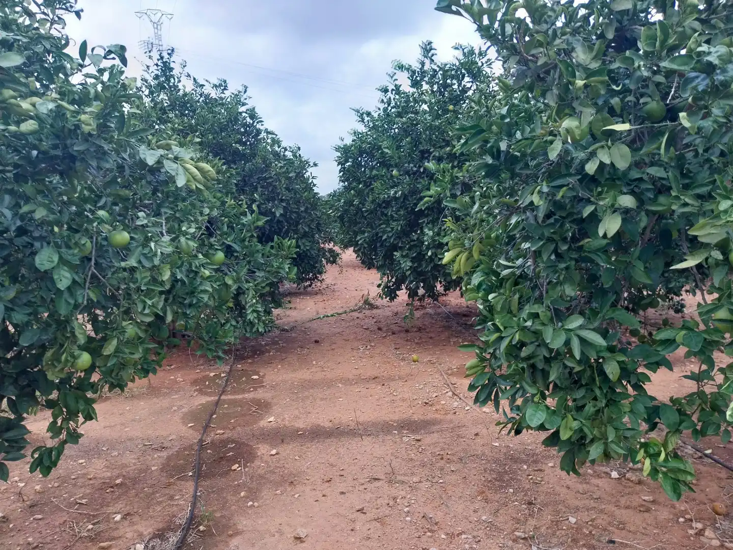 Terreny rústic en venda a Camí de la Perrera, imagen 2