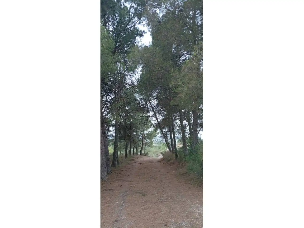 Terreny rústic en venda a Calle PARTIDA LA BASSETA DEL BISSELL, imagen 3