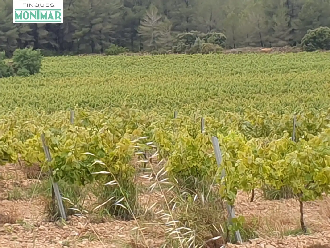 Vista exterior de Finca rústica en venda en El Pla de Santa Maria
