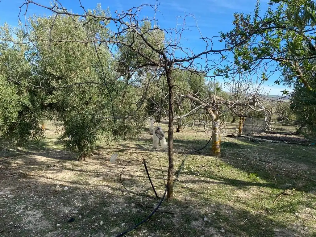 Terreny rústic en venda a Píñar, imagen 6