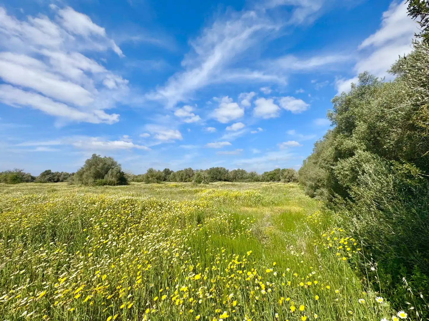 Residential land for sale in parcela 27 del polígono 22. Campos, imagen 6