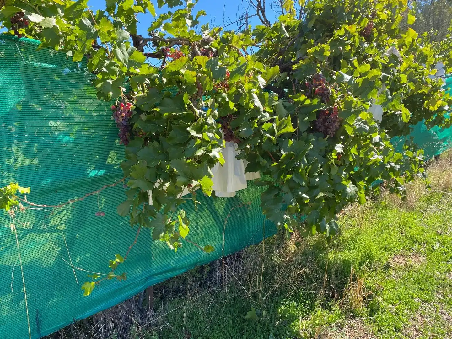 Jardín de Terreno en venta en Escopete