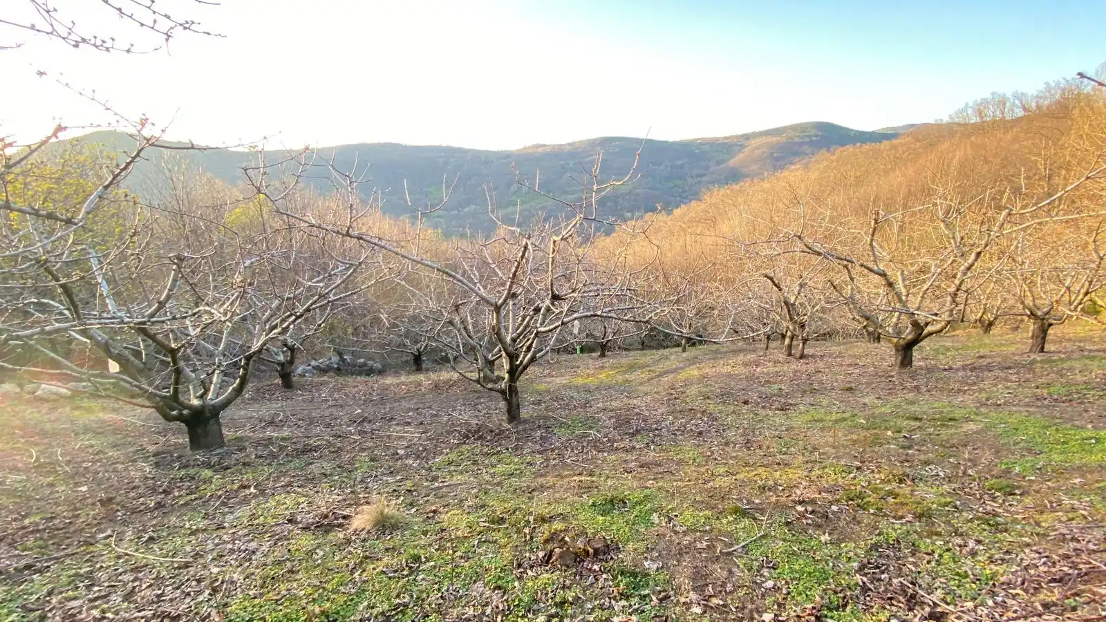 Terreni e lotti in vendita a Hervás, imagen 2
