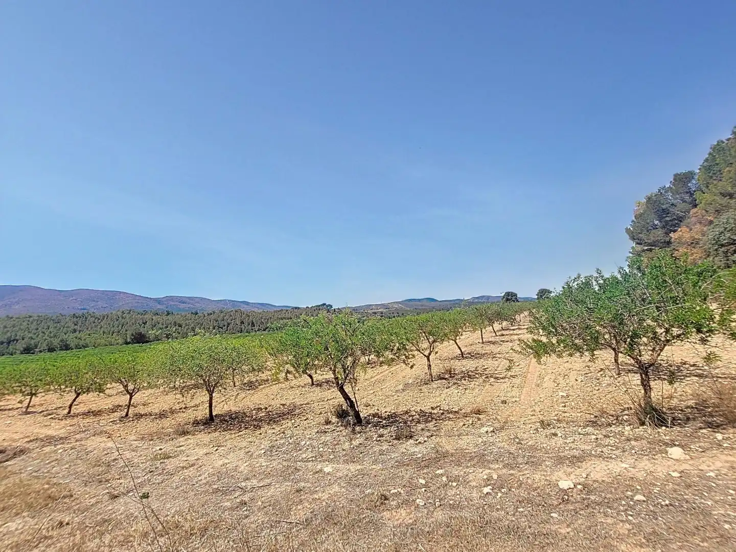 Land for sale in Ontinyent