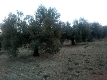Terreno rustico in vendita a Baena