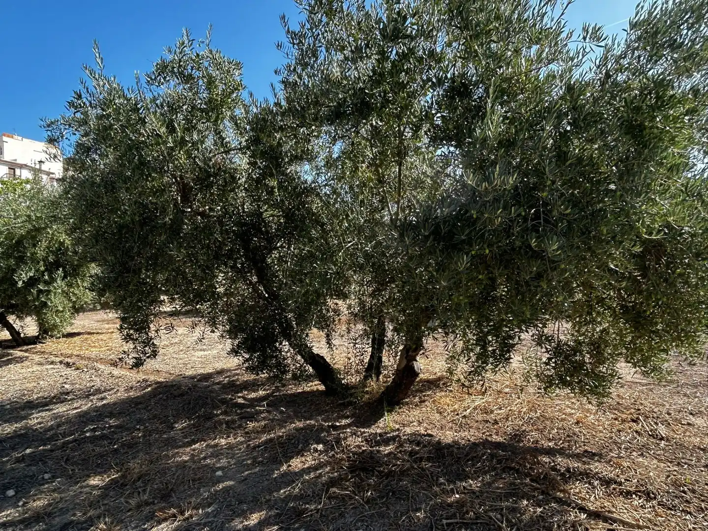 Terreni e lotti in vendita a Calicasas, imagen 24