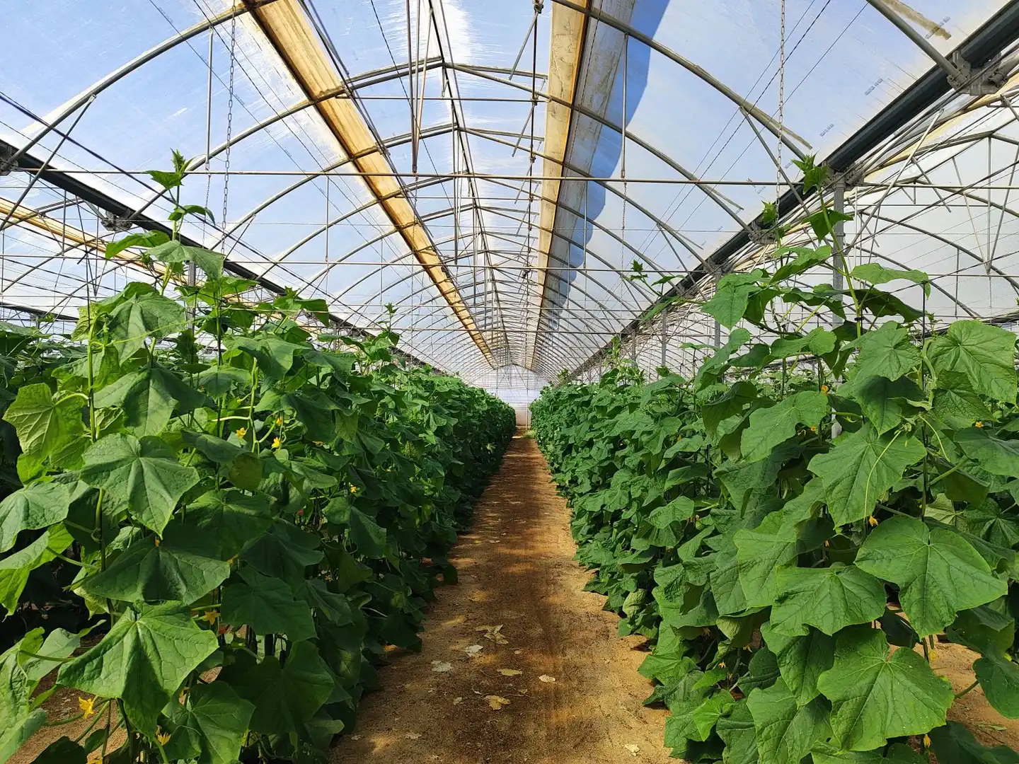 Country homes for sale in San Isidro - Campohermoso