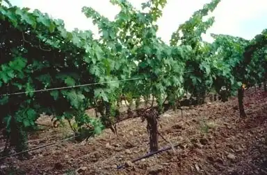Terreny rústic en venda a La Ràpita