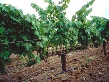 Terreno rustico in vendita a La Ràpita