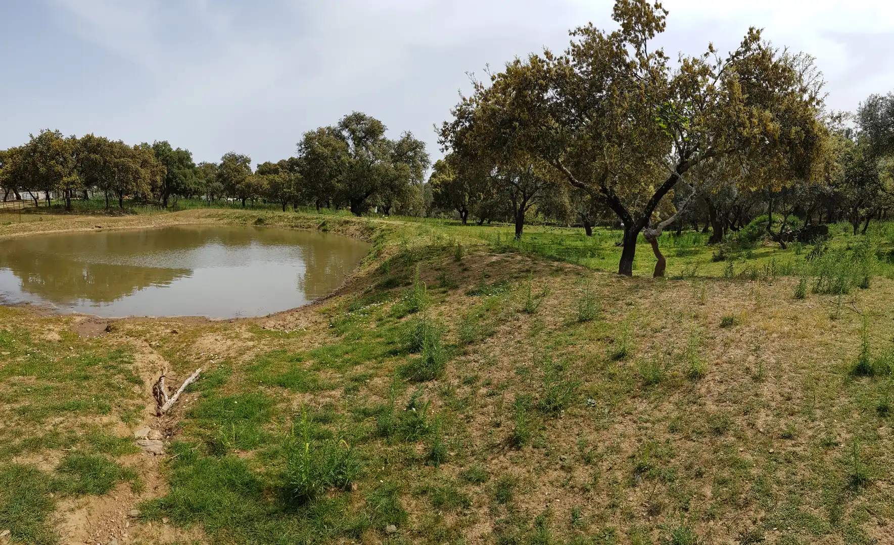 Terrenos y solares en venta en Extramuros Diseminados 5, imagen 71