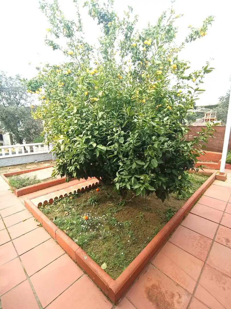 Jardín de Casa o chalet en venta en Dosrius con Calefacción, Jardín privado y Terraza