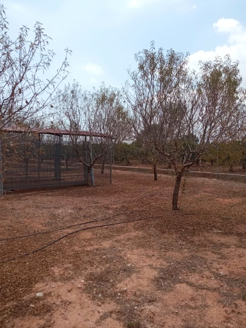 Land for sale in Alcàsser