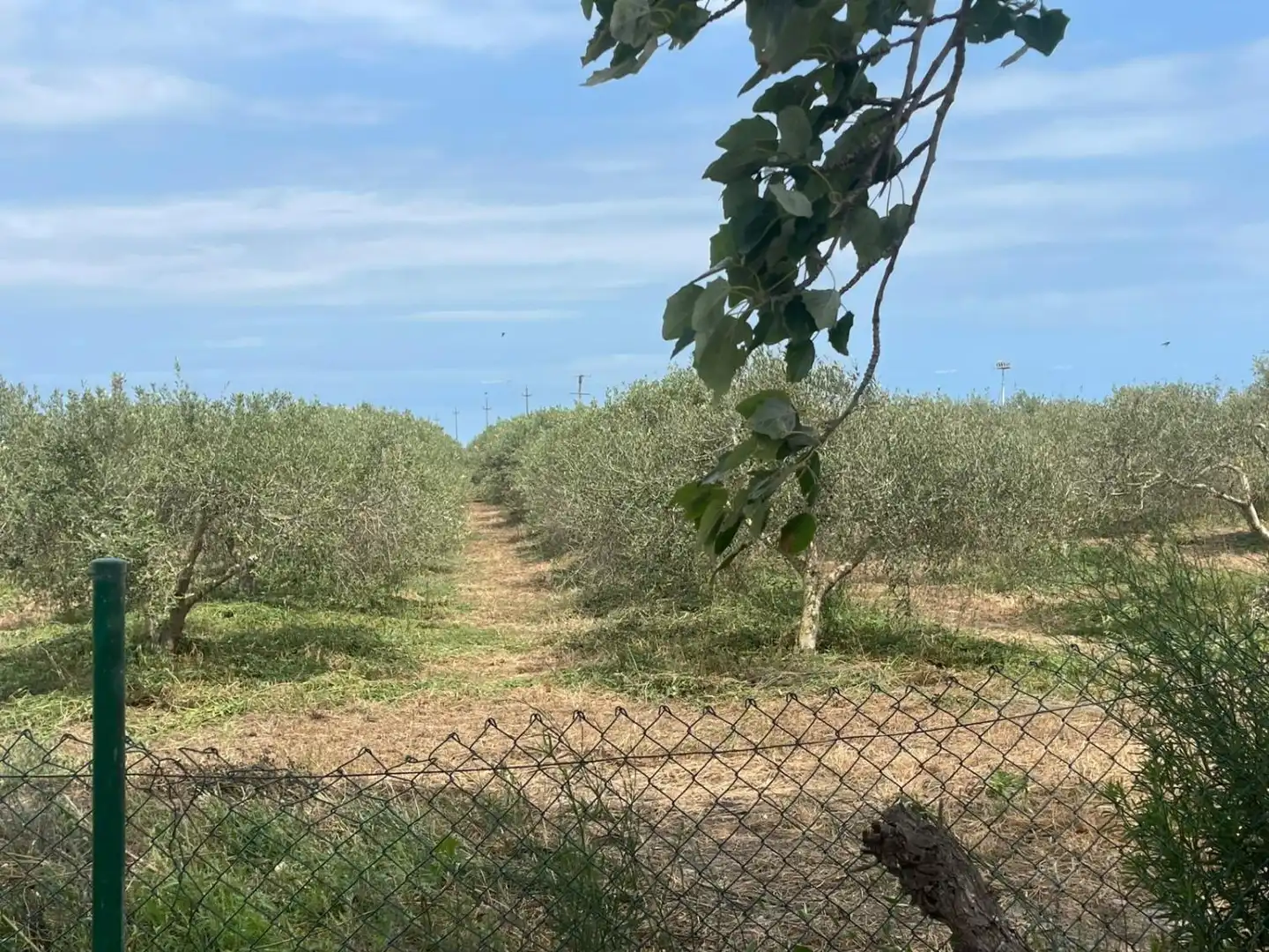 Country homes for sale in Amposta