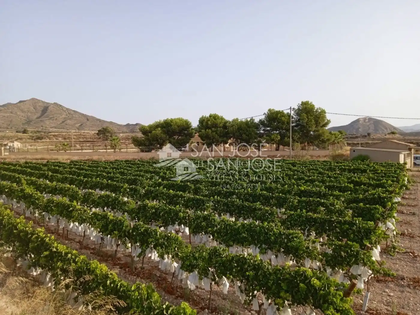 Rural land for sale in Novelda, imagen 7