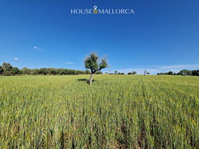 Terreno residencial en Venta en  07529 en Ariany