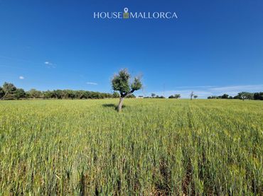 Terrenos y solares en venta en 07529