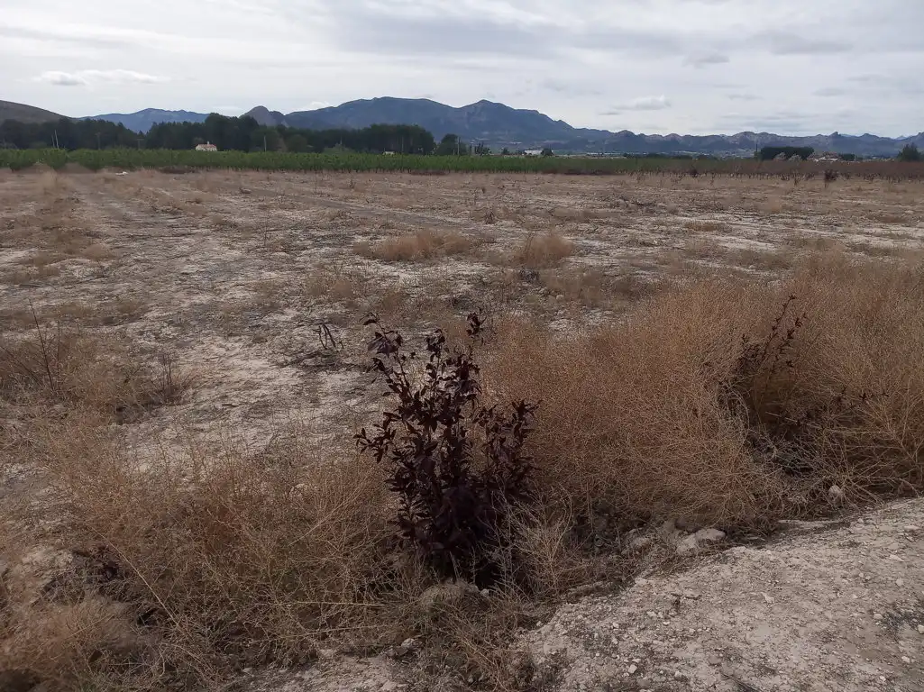 Rustikales Grundstück zum Verkauf in Cieza, imagen 13
