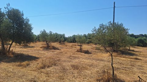 Foto 3 de Terreny en venda a N/a, -1, Beas, Huelva
