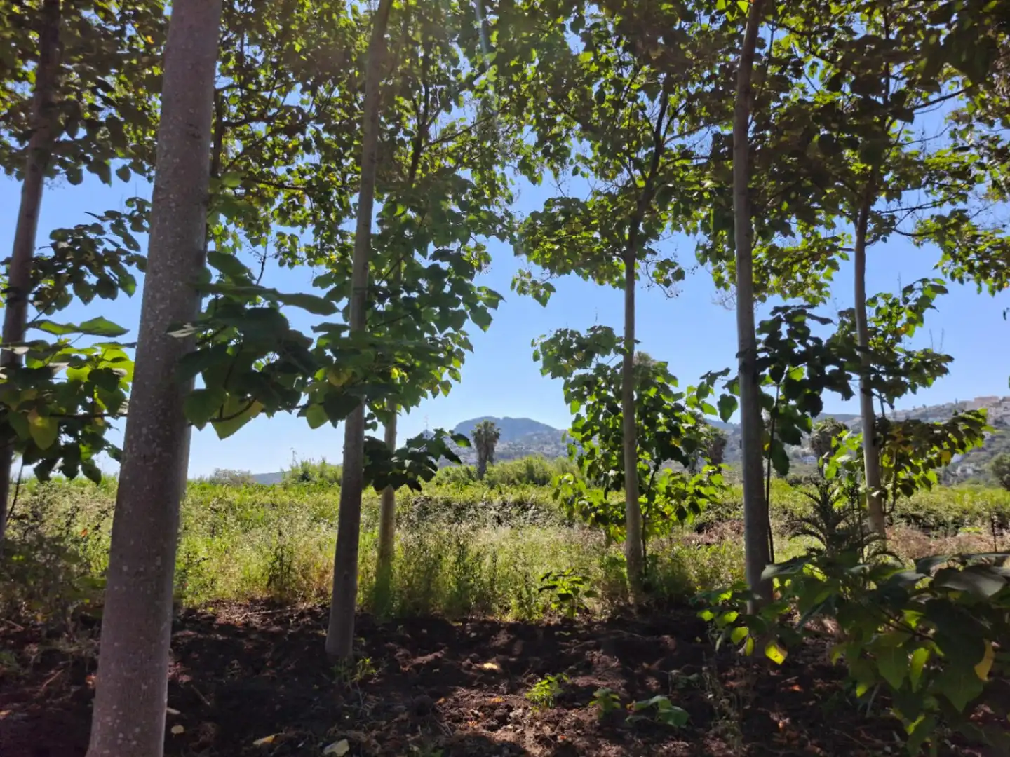 Terreny residencial en venda a Pego, imagen 15