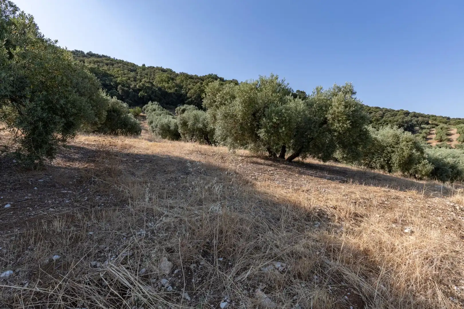 Terreni e lotti in vendita a Lugar Lugar del Cortijo Aguadero, imagen 32