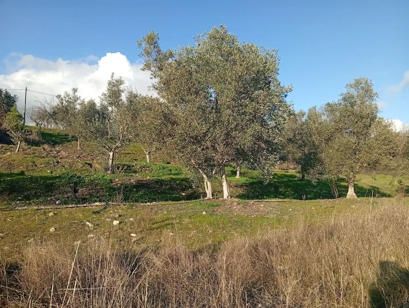 Land for sale in Losar de la Vera