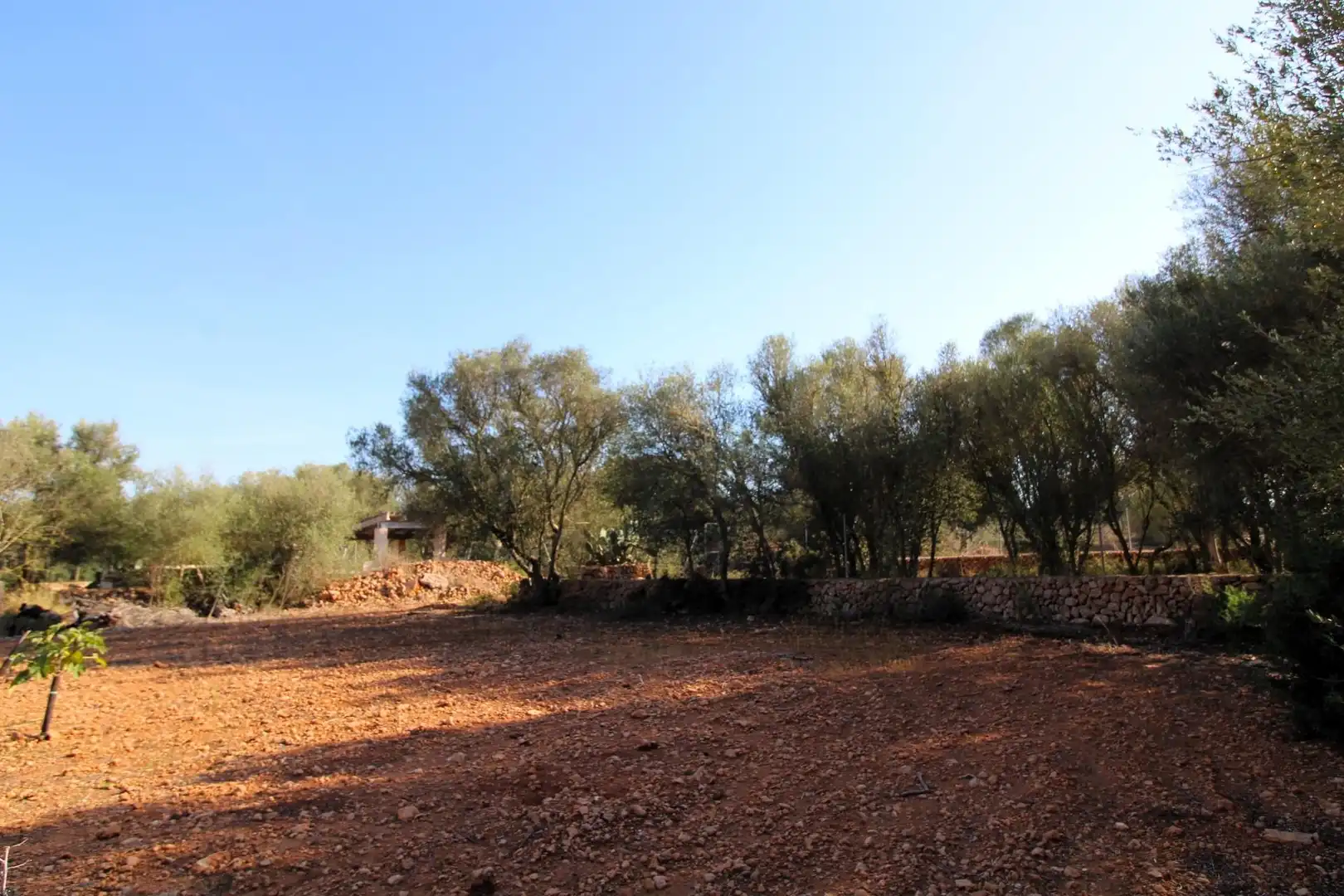Terreny rústic en venda a Llucmajor pueblo, imagen 14