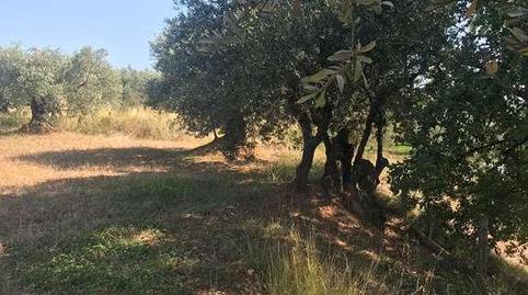 Photo 3 of Land for sale in S.u.b-8, 81, Sn, Can Violí  - Can Poi del Bosc, Barcelona