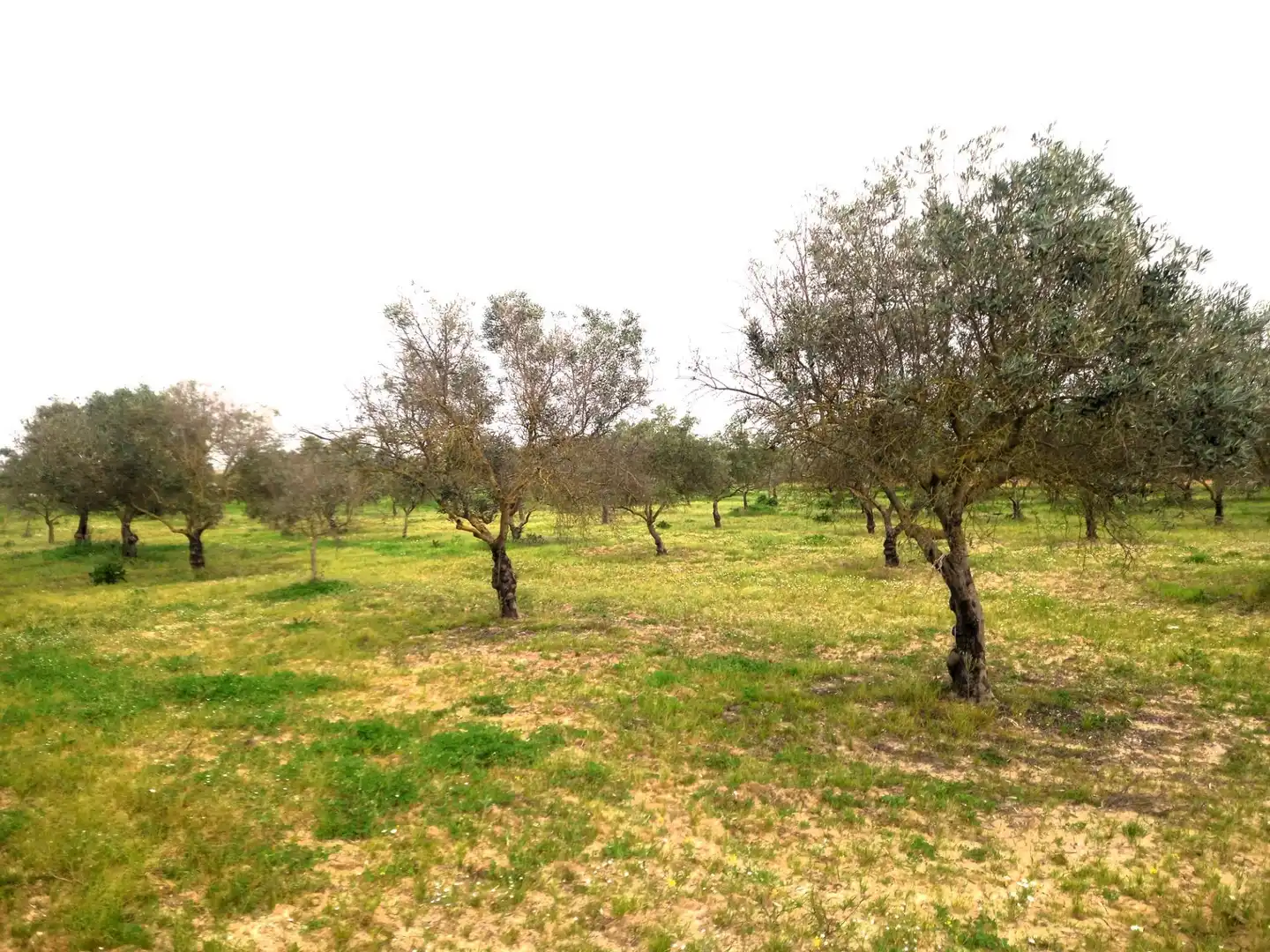 Country homes for sale in Jerez de la Frontera  with Terrace