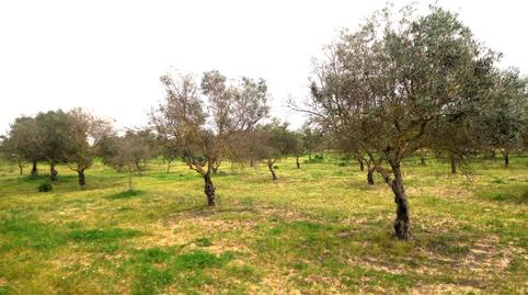 Photo 4 of Country house for sale in Montealto, Jerez de la Frontera