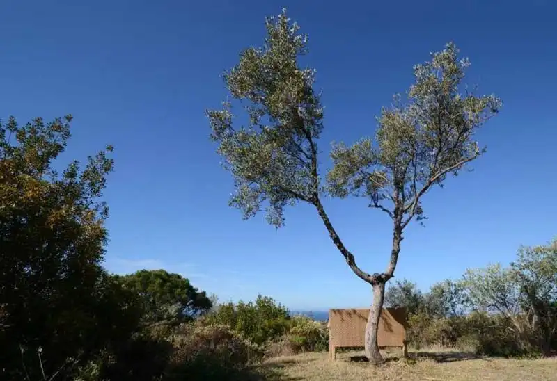 Maison avec piscine à vendre à Las Chapas - El Rosario, imagen 18