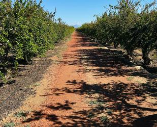 Exterior view of Land for sale in Elche / Elx