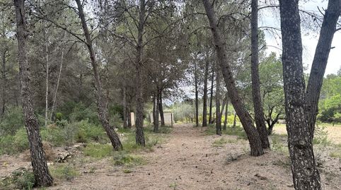 Terreno Rústico en venta en Segorbe., immagine 3