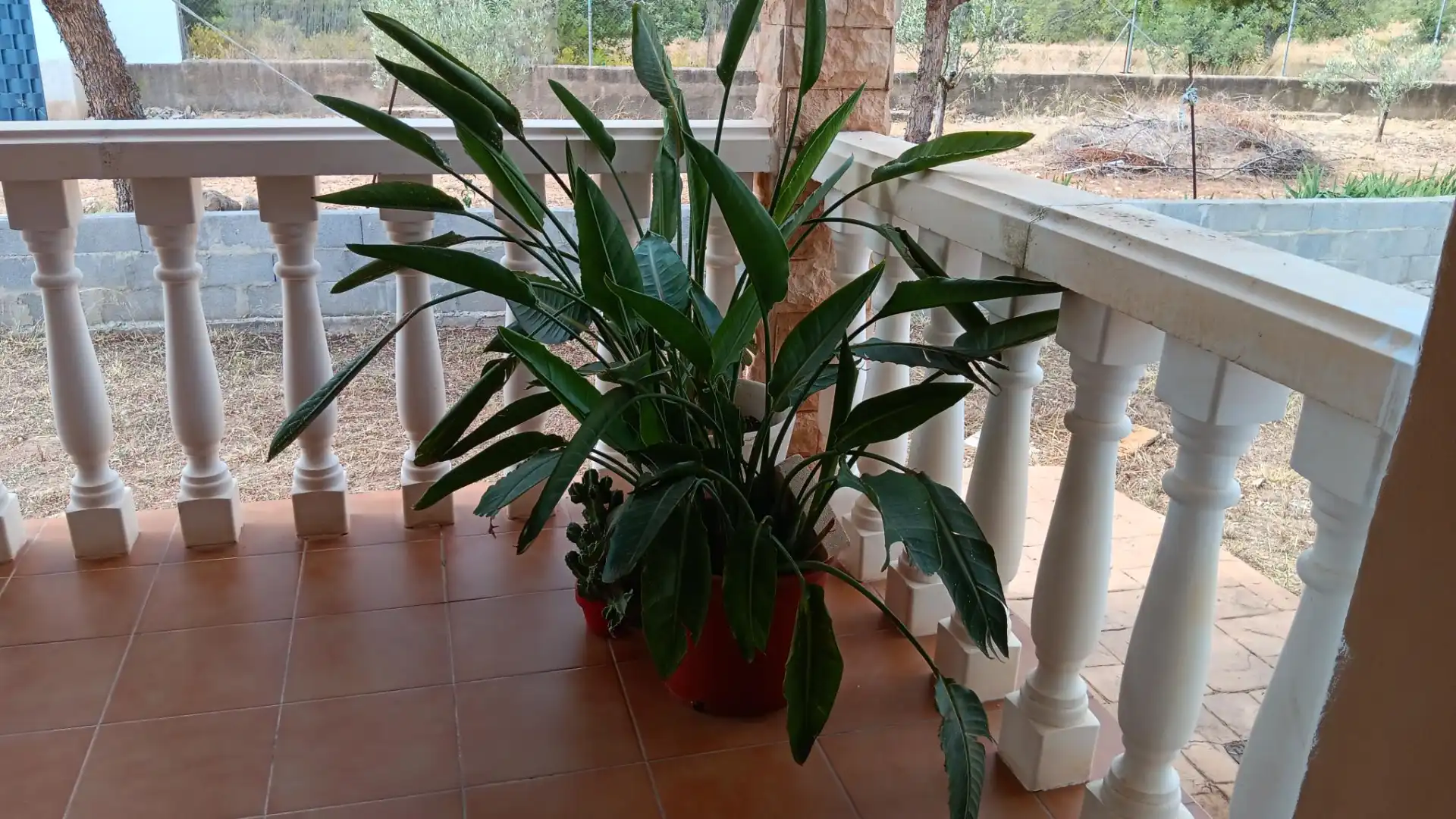 Jardín de Casa o chalet en venta en Cheste con Jardín privado, Terraza y Trastero