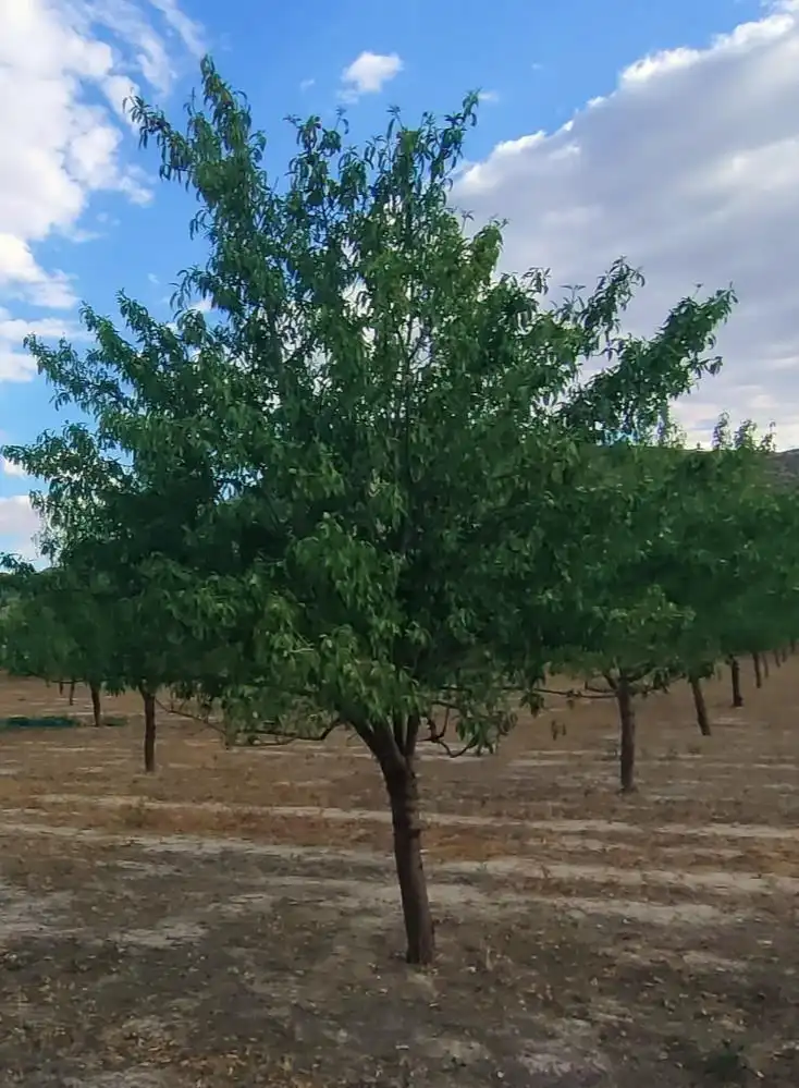 Terreno en venta en Huélago