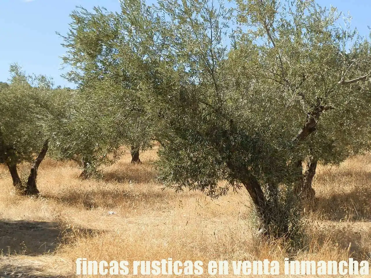 Terreny rústic en venda a Fuente el Fresno, imagen 10