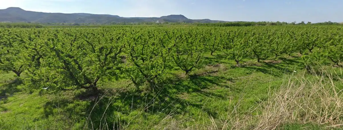 Land for sale in Massalcoreig