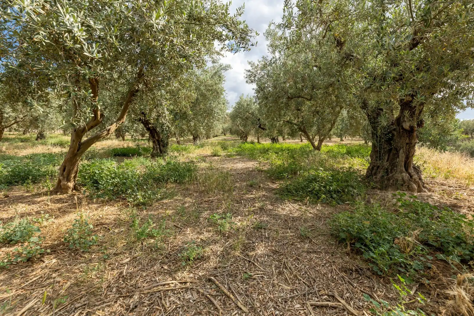 Terreno rustico in vendita a Calle POL 1, PARC 176, imagen 9