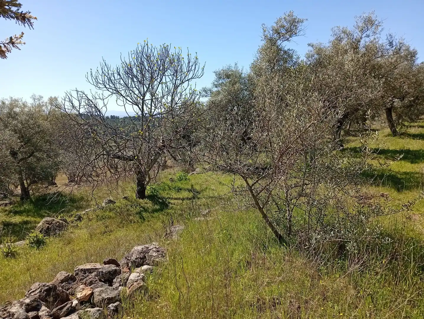 Terreni e lotti in vendita a Valverde de la Vera, imagen 25
