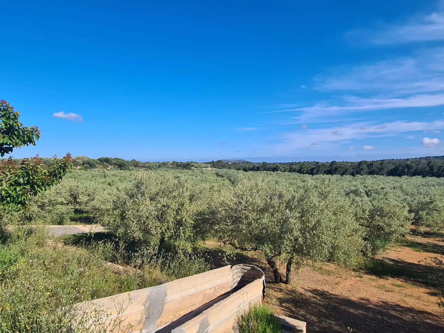 Terreno rustico in vendita a San Jorge / Sant Jordi, imagen 3