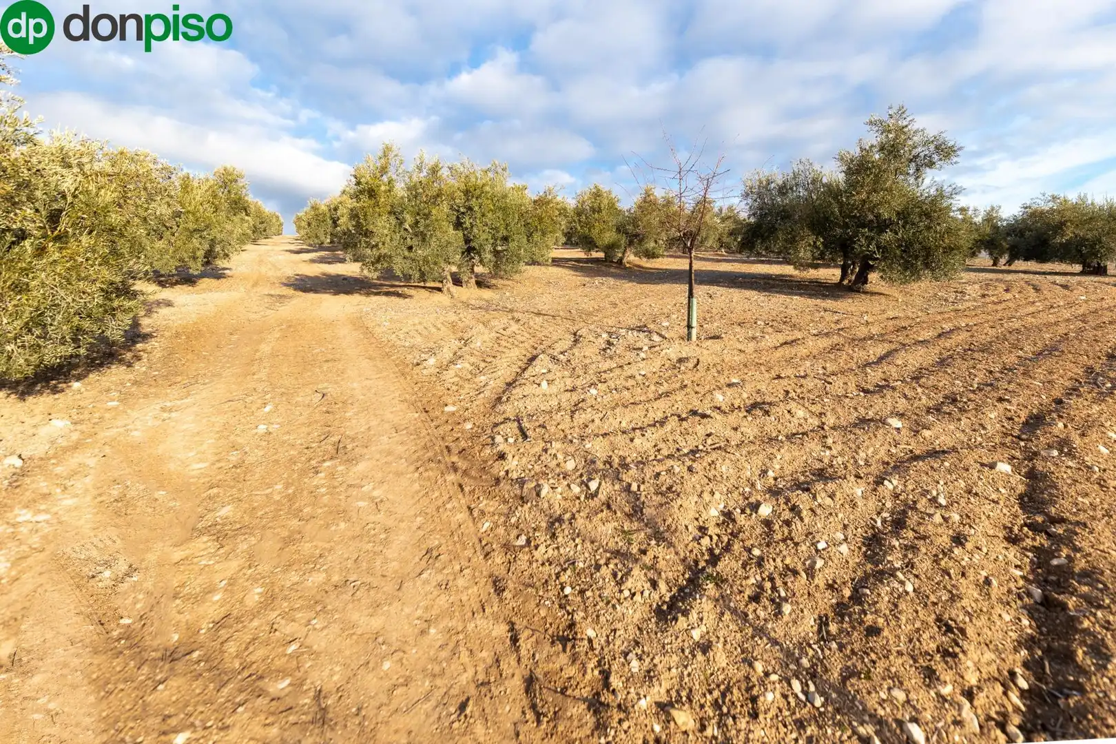 Finca rústica en venta en Calle CAGALONA, 3, Píñar