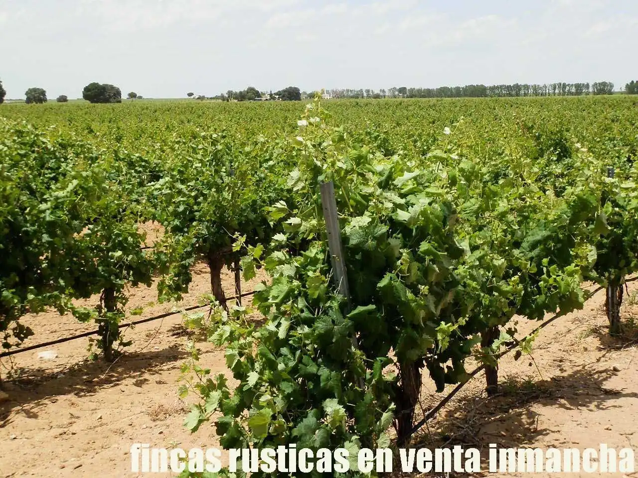 Terreni e lotti in vendita a Villarrobledo, imagen 15