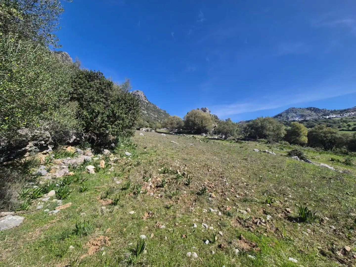 Grundstücke zum Verkauf in Benaocaz