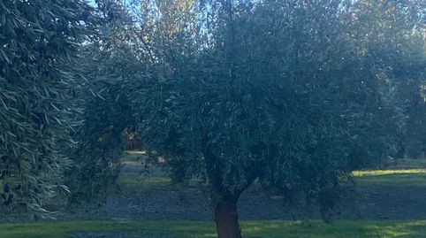 Finca en plena producción en Cabra, immagine 3