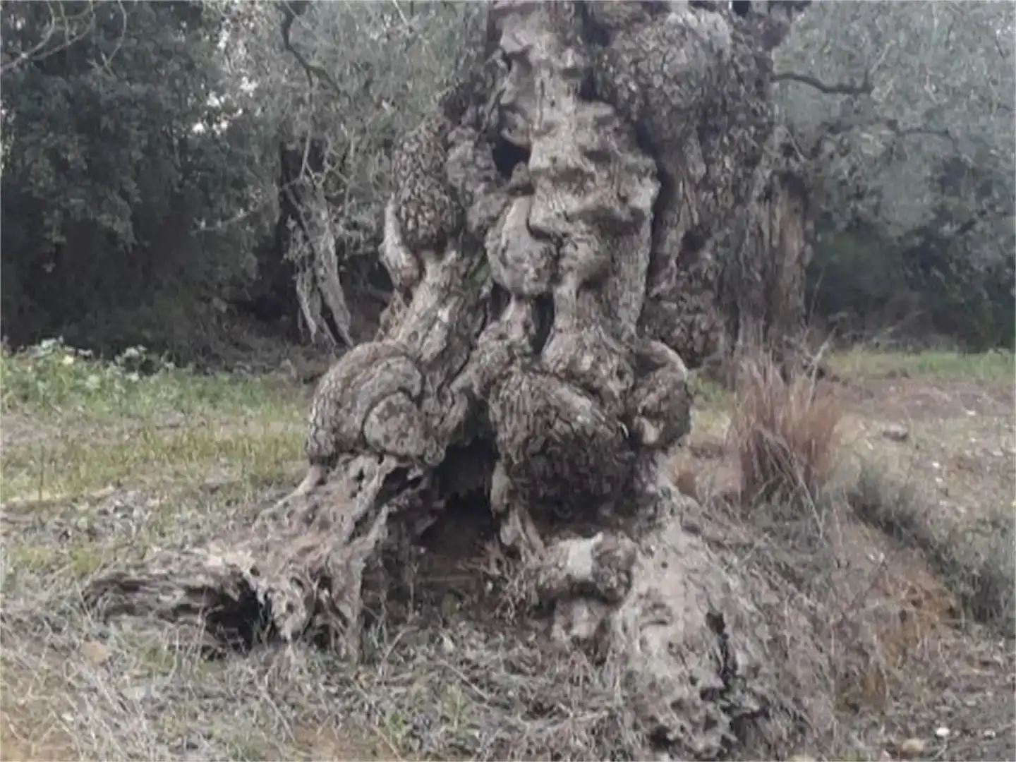 Jardí de Garatge en venda en Coín