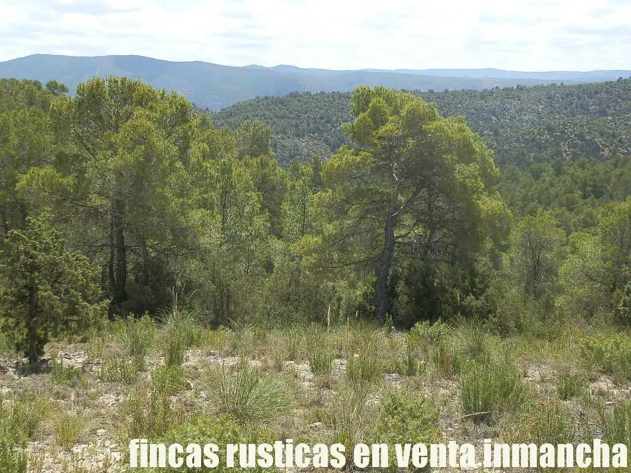 Rural land for sale in Letur, imagen 6