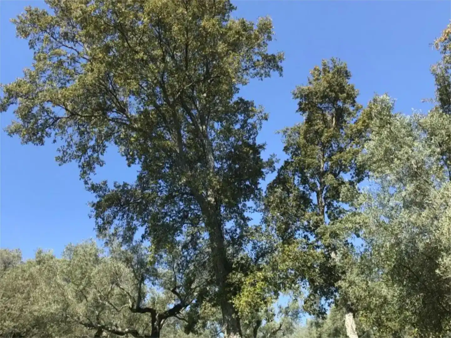 Terreno en venta en Calera de León
