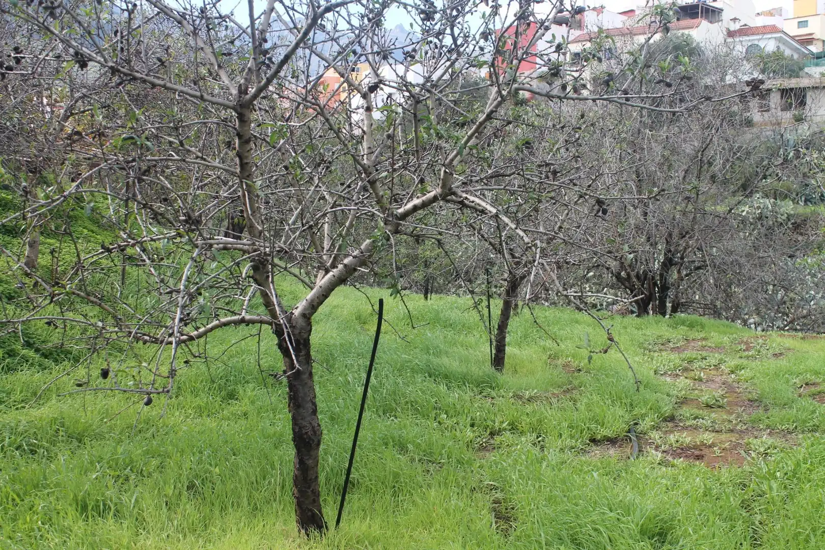 Terreny rústic en venda a Valsequillo de Gran Canaria, imagen 13